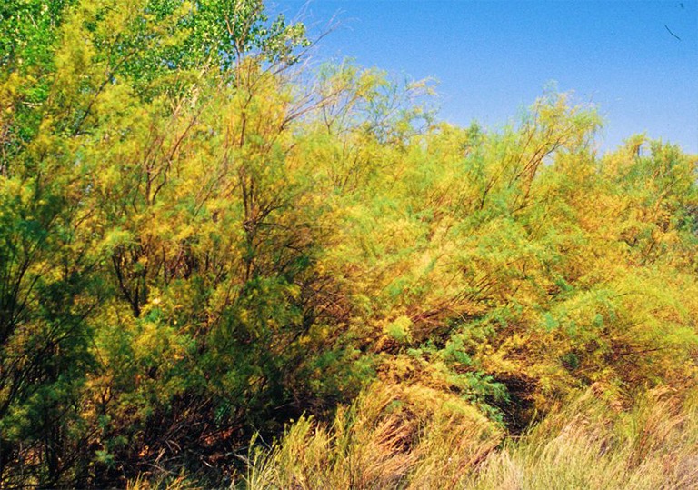Saltcedar柳-一種常見(jiàn)入侵性非本地樹對(duì)西部水生環(huán)境的威脅巨大