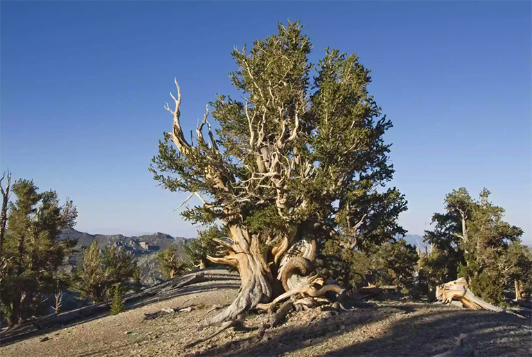 五種地球古老重高樹木開闊你的眼界-仿真樹靈感來源之一