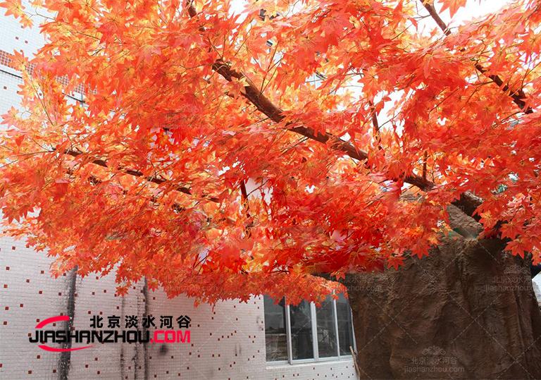 仿真樹假楓樹-露臺或花園中功能全的樹木之一