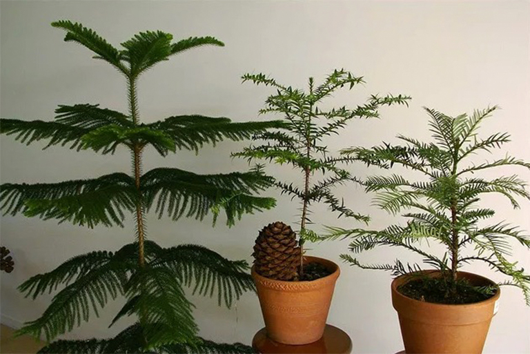 成長和照顧諾福克島松-偉大的容器生長的針葉樹屋植物