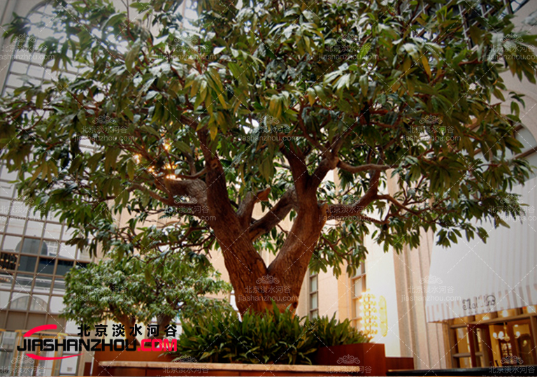 仿真樹唯我尊質(zhì)量剛剛的不相信進來看