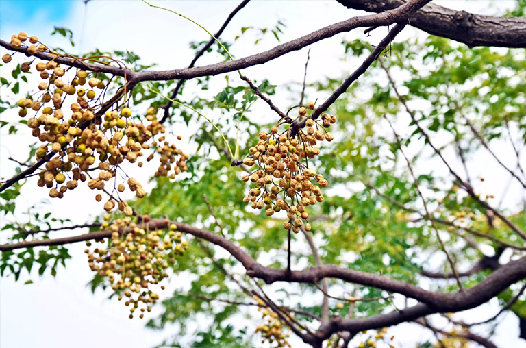 中國莓樹或傘形樹