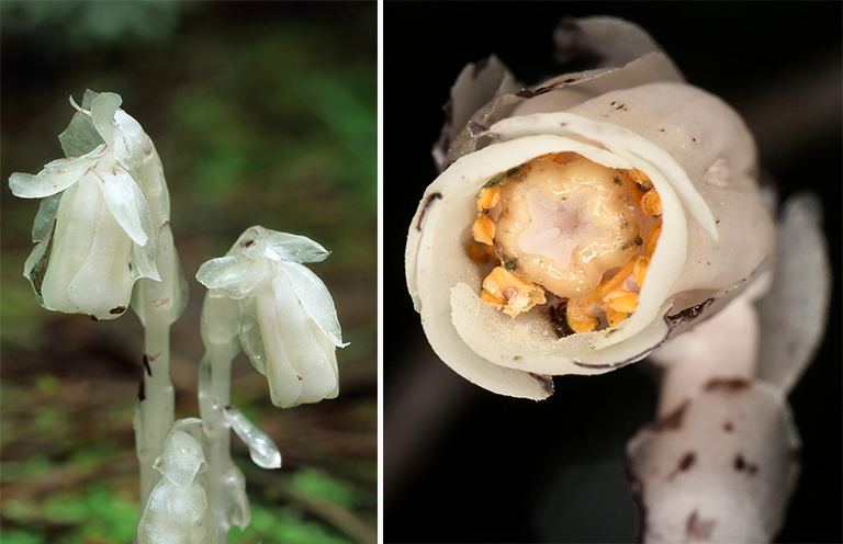 Monotropa uniflora.jpg Monotropa uniflora
