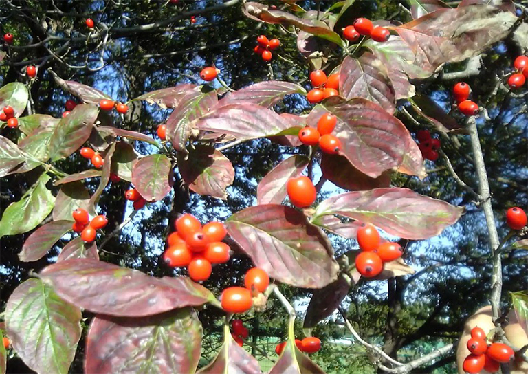 山茱wood開花的葉子和果實