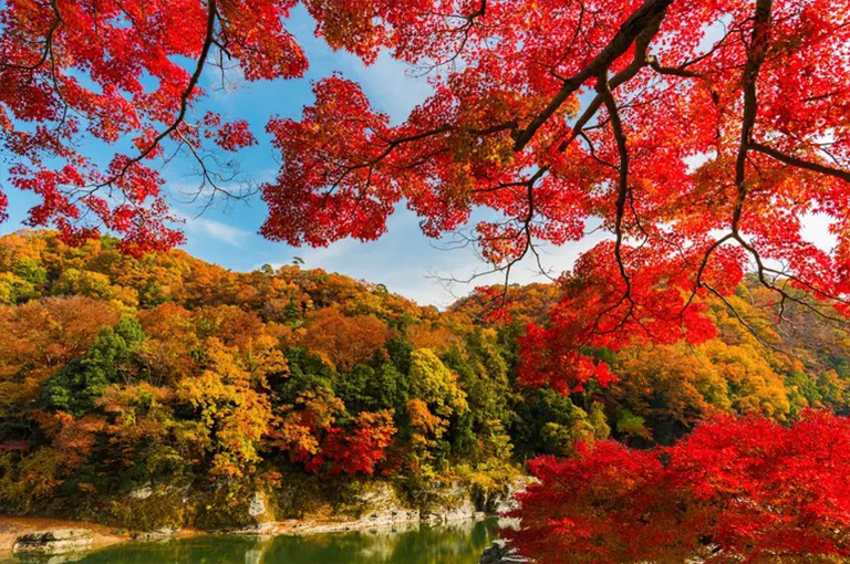 高潮群落.jpg 高潮群落