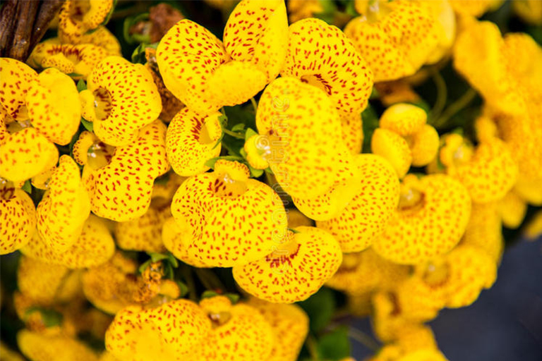 植物開(kāi)花
