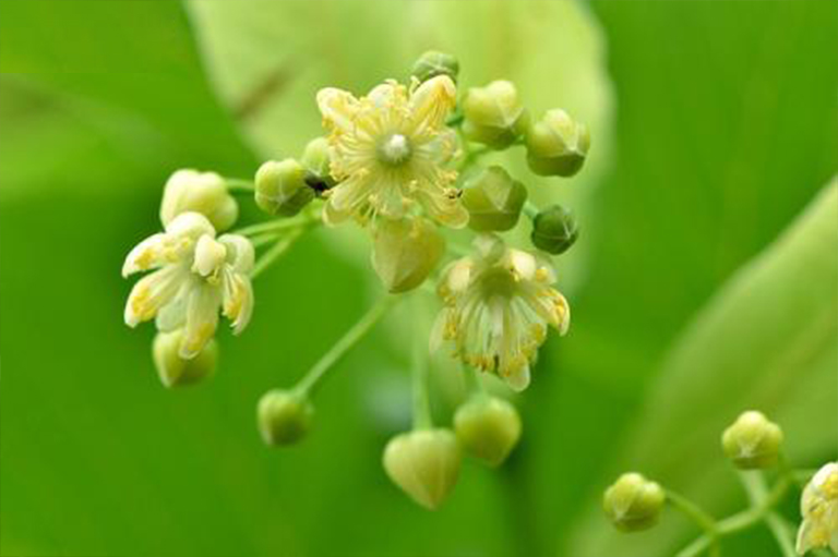 美國bass木，也稱為菩提樹