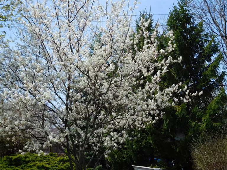 風景優(yōu)美的環(huán)境中的Serviceberry