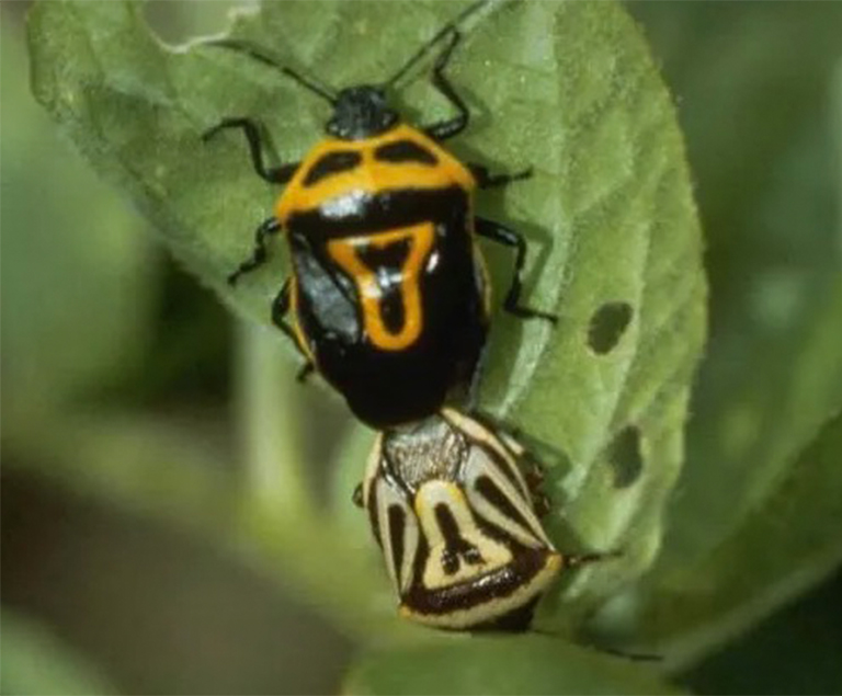 并非所有臭蟲都有益，但某些昆蟲會捕食其他昆蟲