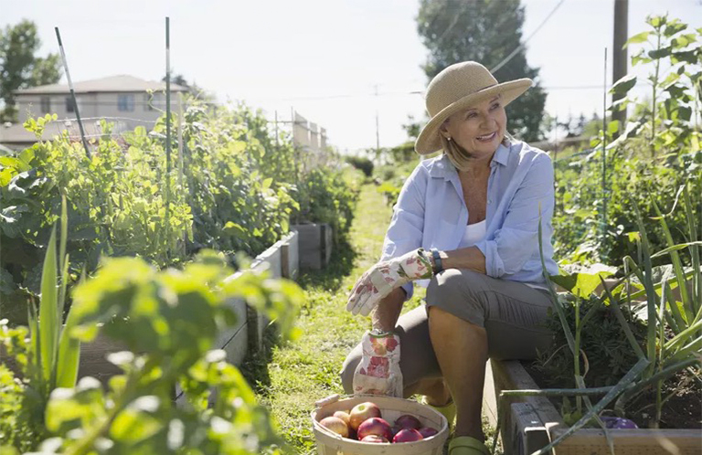 菜園害蟲.jpg 菜園害蟲