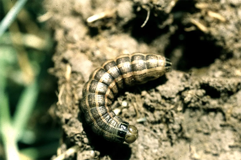 青銅角蟲和其他角蟲.jpg 青銅角蟲和其他角蟲