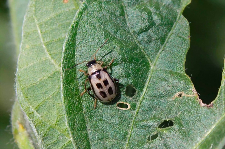 豆葉甲蟲.jpg 豆葉甲蟲