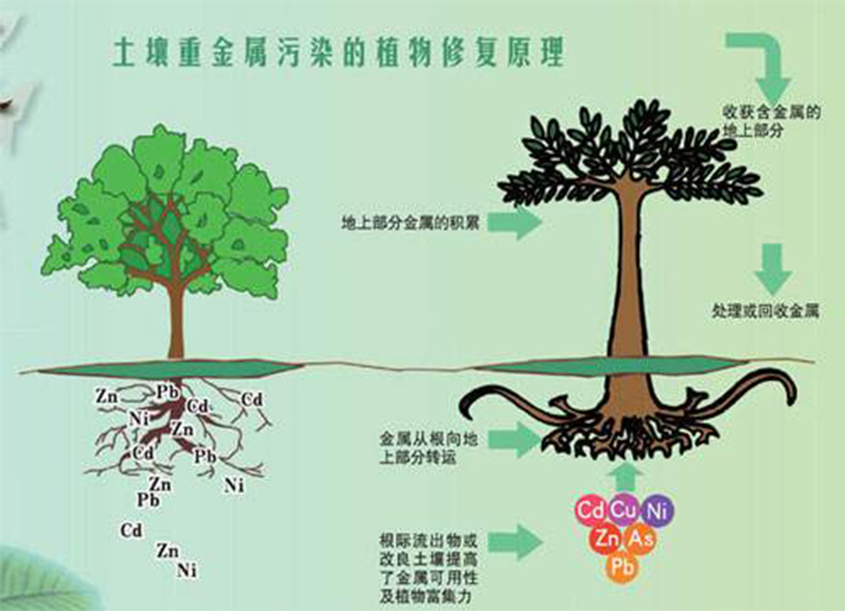 植物修復