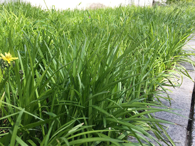 Lilyturf(又名Liriope).jpg Lilyturf(又名Liriope)